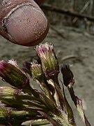 Petasites frigidus 39219.JPG