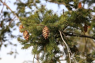 foliage with cones, Czechia