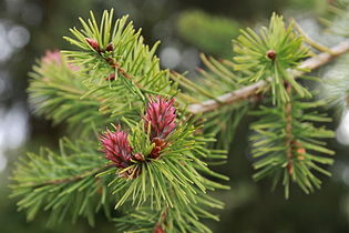 Seed cones