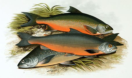 Arctic char