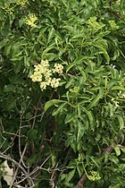 Sambucus nigra