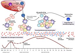 Tregs in mouse pregnancy.jpg