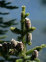 Abies lasiocarpa