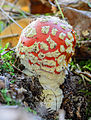 Amanita muscaria