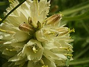   Campanula thyrsoides