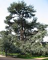 'Glauca' in Arboretum de la Vallée-aux-Loups