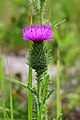 Cirsium vulgare