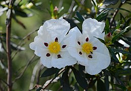 Cistus May 2014-2a.jpg