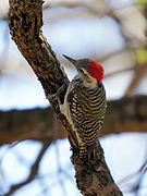 Dendropicos fuscescens