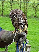 Maidstone Leeds castle Chaco Owl.jpg