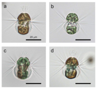 Mesodinium spp.png