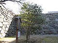 Camellia Tree, which survived the fire of 1945