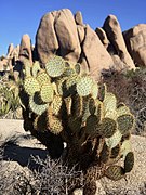 Opuntia chlorotica (dollarjoint pricklypear) in Joshua Tree National Park.jpg