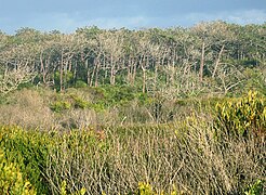 Pinus pinaster forest.jpg