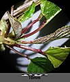 Petioles with red glands