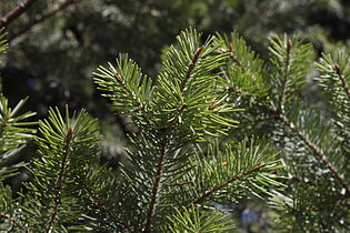 Branch underside, Marki, Poland