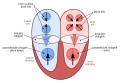 very schematic cross-section of the human heart