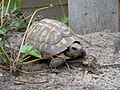 Testudo hermanni male, about 55 years old