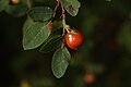 Vaccinium parvifolium