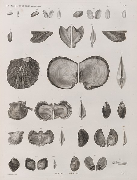 Pl.11 - Moules, Avicules