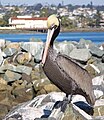 California Brown Pelican