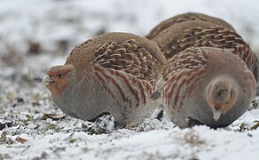 Grey partridge (33493282568).jpg