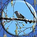 Mönchsgrasmücke, Männchen in Birke (Betula)