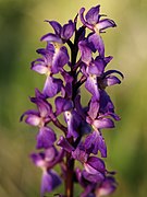 Orchis mascula