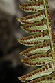 Polystichum lonchitis