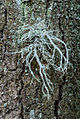 Ramalina farinacea