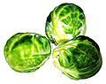 English: brussels sprouts Deutsch: Rosenkohl