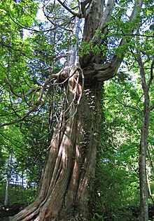 Thuja occidentalis (eastern arbor vitae tree) (Natural Bridge State Park, Virginia, USA) 2 (27804946205).jpg