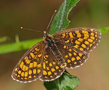 ♂ Melitaea sp. cf. athalia (probable Heath Fritillary)