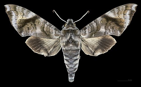 ♀ Acosmeryx shervillii dorsal view