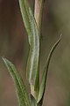 Arabis sparsiflora