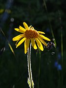   Arnica montana