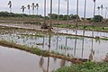 Plantación de arroz en el valle del Bajo Piura, Perú