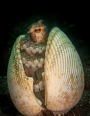 "Coconut_octopus_in_shell.jpg" by User:Christian Ferrer