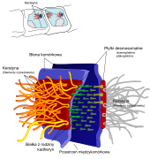 Desmosome cell junction pl.svg