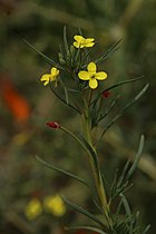 Eulobus californicus