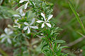 Turraea obtusifolia