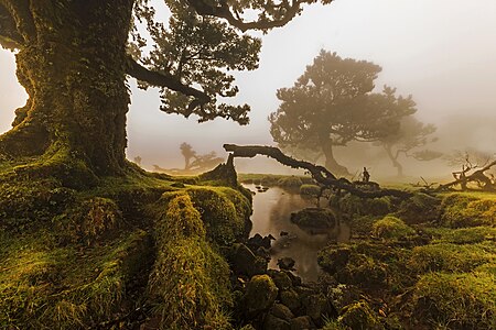 View of the Laurisilva (Laurel Forest), island of Madeira. By Jorge Nelson Alves, CC-BY-SA-3.0.