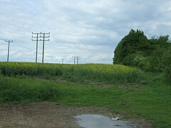 Oilseed rape crop and woodland near Hickford Hill - geograph.org.uk - 5399689.jpg