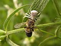 Thumbnail for File:Thomisus onustus with Apis mellifera.jpg