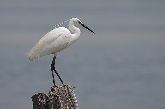 Little egret, Lake of Tunis Mohamed Gouli