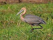 Ardea goliath