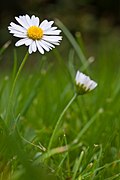 Bellis perennis Type species