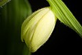 Cypripedium reginae