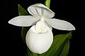 Cypripedium reginae alba color