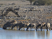   Equus quagga burchellii